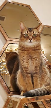 猫カフェモカ　イオンモール幕張新都心店に投稿された画像（2023/5/22）