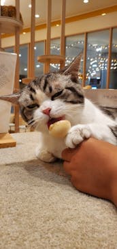 猫カフェモカ　イオンモール幕張新都心店に投稿された画像（2023/5/22）