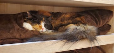 猫カフェモカ　イオンモール幕張新都心店に投稿された画像（2023/5/22）