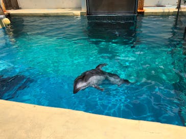 伊豆・三津シーパラダイスに投稿された画像（2023/5/22）