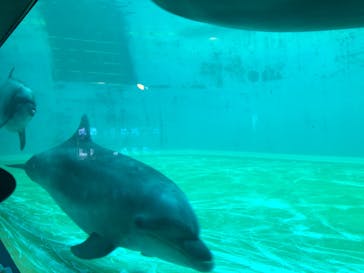 しながわ水族館に投稿された画像（2023/5/22）