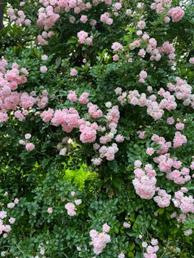 横浜イングリッシュガーデンに投稿された画像（2023/5/22）