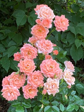 横浜イングリッシュガーデンに投稿された画像（2023/5/22）