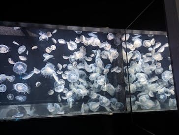 伊豆・三津シーパラダイスに投稿された画像（2023/5/22）