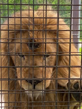 那須サファリパークに投稿された画像（2023/5/22）