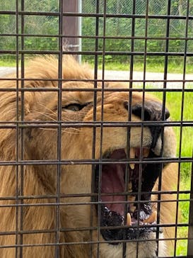 那須サファリパークに投稿された画像（2023/5/22）