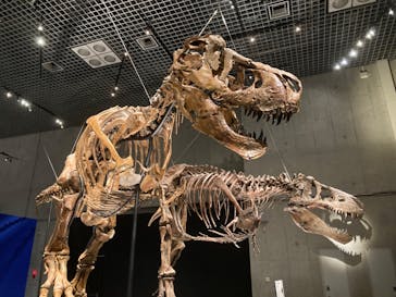 特別展「恐竜博2023」に投稿された画像（2023/5/22）