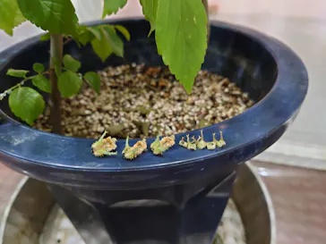 ひらかたパークに投稿された画像（2023/5/22）