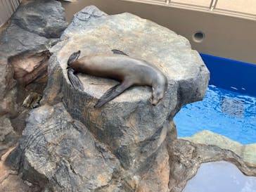アクアワールド茨城県大洗水族館に投稿された画像（2023/5/22）