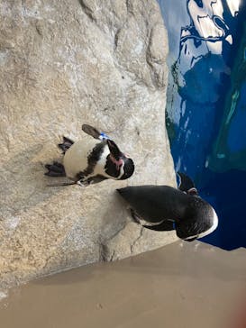 アクアワールド茨城県大洗水族館に投稿された画像（2023/5/22）