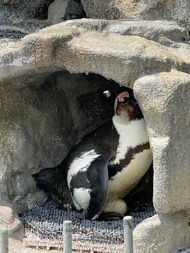 サンシャイン水族館に投稿された画像（2023/5/22）
