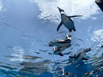 サンシャイン水族館に投稿された画像（2023/5/22）