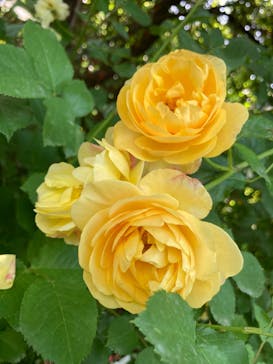 横浜イングリッシュガーデンに投稿された画像（2023/5/22）