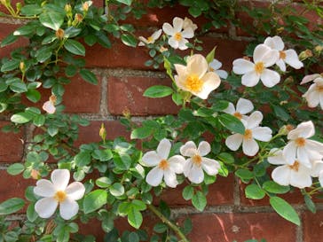 横浜イングリッシュガーデンに投稿された画像（2023/5/22）