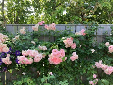 横浜イングリッシュガーデンに投稿された画像（2023/5/22）