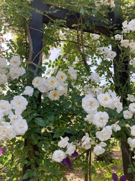 横浜イングリッシュガーデンに投稿された画像（2023/5/22）