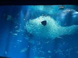 アクアワールド茨城県大洗水族館に投稿された画像（2023/5/23）