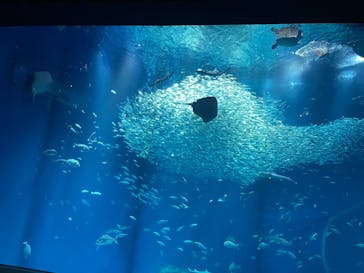 アクアワールド茨城県大洗水族館に投稿された画像（2023/5/22）