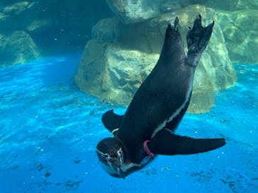 アクアワールド茨城県大洗水族館に投稿された画像（2023/5/22）