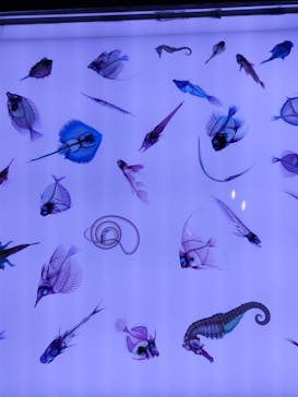 上越市立水族博物館 うみがたりに投稿された画像（2023/5/22）