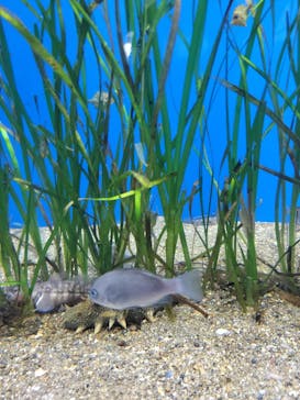 上越市立水族博物館 うみがたりに投稿された画像（2023/5/22）