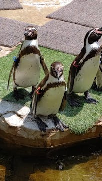 那須どうぶつ王国に投稿された画像（2023/5/22）