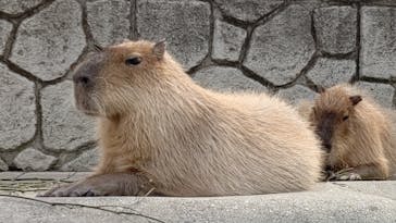 那須どうぶつ王国に投稿された画像（2023/5/22）