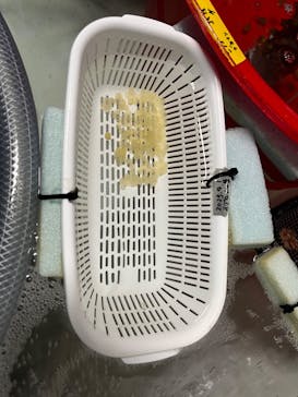 アクアマリンふくしまに投稿された画像（2023/5/23）