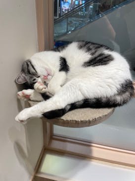 猫カフェモカ　イオンモール幕張新都心店に投稿された画像（2023/5/23）