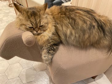 猫カフェモカ　イオンモール幕張新都心店に投稿された画像（2023/5/23）