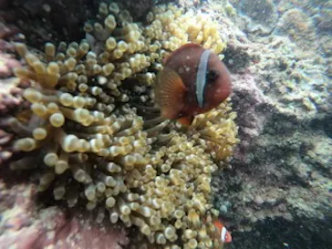 武藤潜水に投稿された画像（2023/5/23）