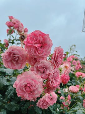 新江ノ島水族館に投稿された画像（2023/5/23）