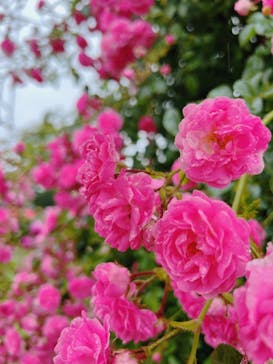 新江ノ島水族館に投稿された画像（2023/5/23）