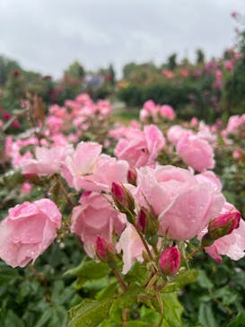 新江ノ島水族館に投稿された画像（2023/5/23）