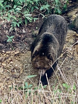 サホロリゾート　ベア･マウンテンに投稿された画像（2023/5/23）