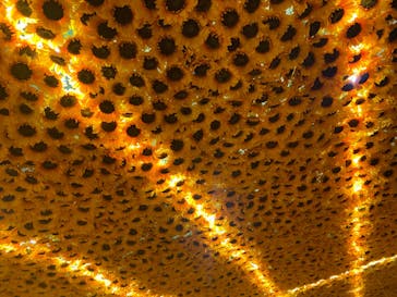 ゴッホ・アライブ神戸に投稿された画像（2023/5/23）