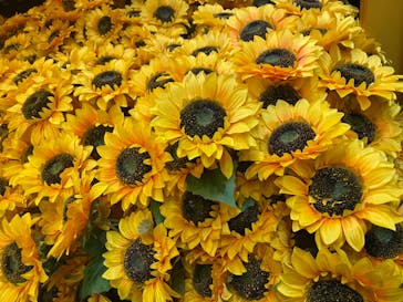 ゴッホ・アライブ神戸に投稿された画像（2023/5/23）