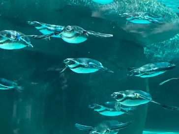 天王寺動物園に投稿された画像（2023/5/24）