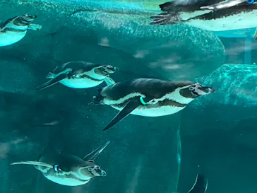 天王寺動物園に投稿された画像（2023/5/24）