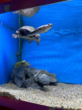 NARA IKIMONO MUSEUMに投稿された画像（2023/5/24）