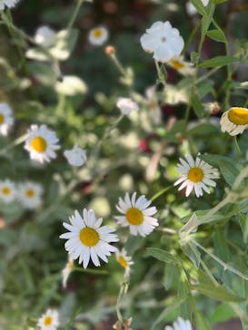 横浜イングリッシュガーデンに投稿された画像（2023/5/24）