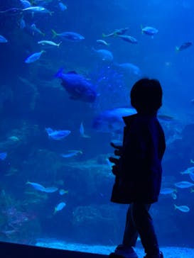 京都水族館に投稿された画像（2023/5/24）