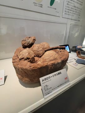 特別展「恐竜博2023」に投稿された画像（2023/5/24）