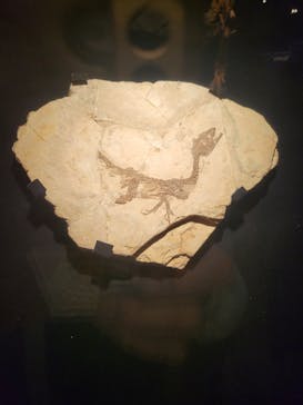 特別展「恐竜博2023」に投稿された画像（2023/5/24）