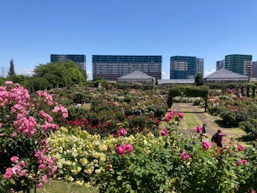 京成バラ園に投稿された画像（2023/5/24）