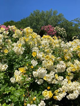 京成バラ園に投稿された画像（2023/5/24）