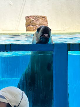 伊豆・三津シーパラダイスに投稿された画像（2023/5/24）