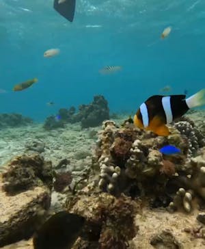 青の洞窟専門店　沖縄ダイビングショップ和に投稿された画像（2023/5/24）