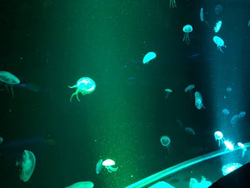 京都鉄道博物館×京都水族館に投稿された画像（2023/5/24）