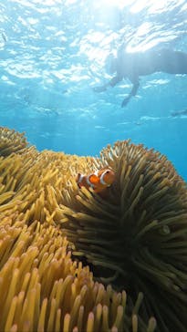 青の洞窟専門店　沖縄ダイビングショップ和に投稿された画像（2023/5/24）